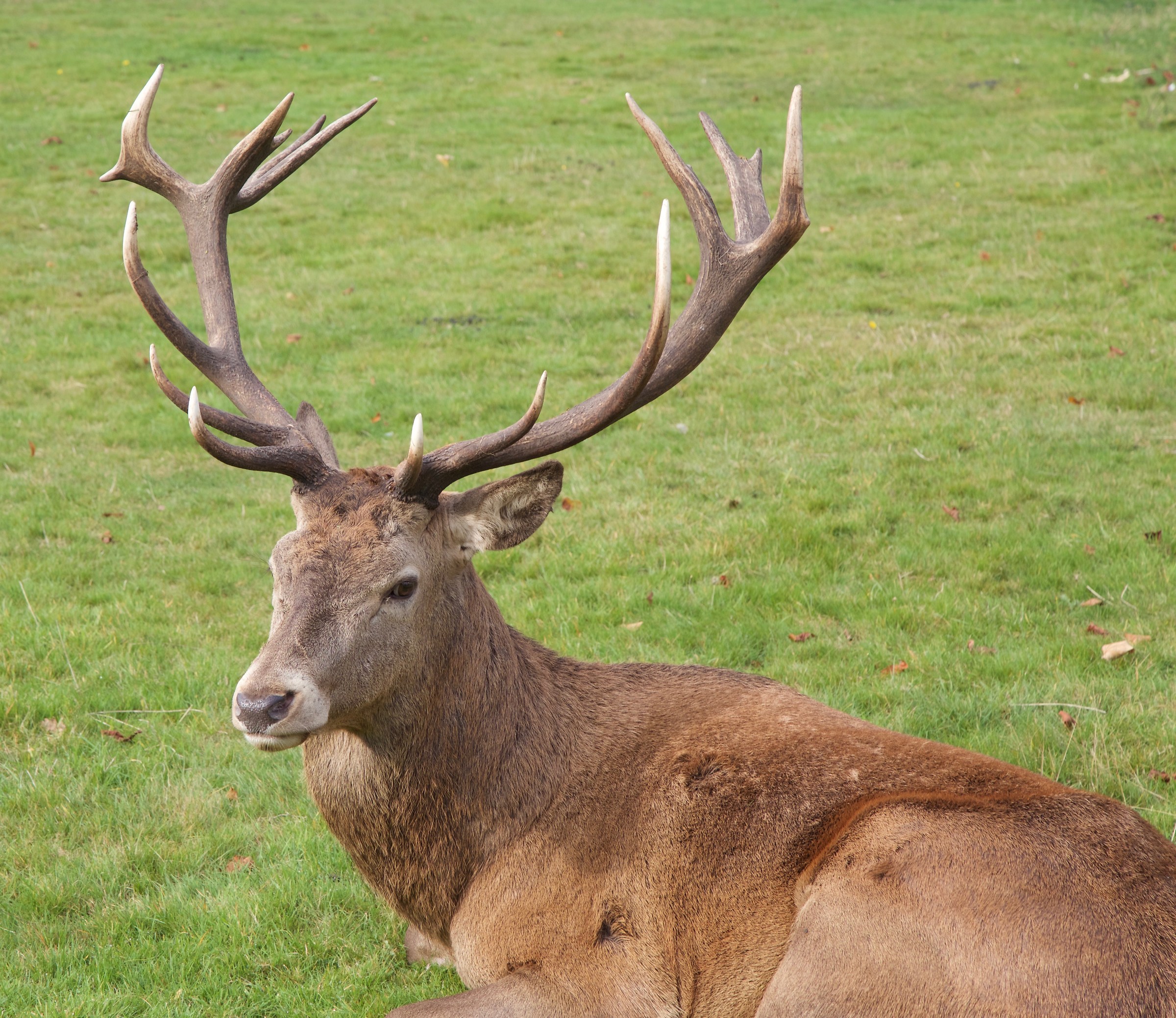 Il cervo di Robin Hood a Nottingham