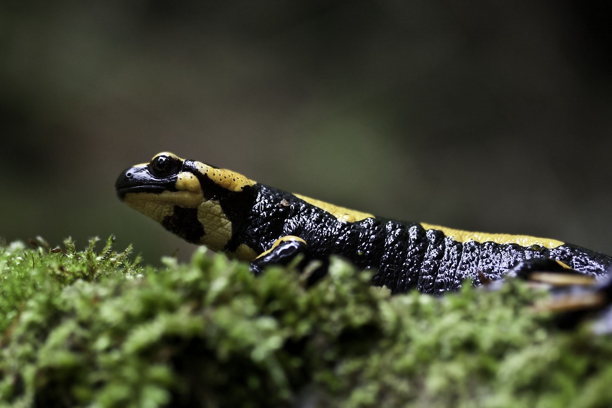 Salamandra salamandra Linnaeus