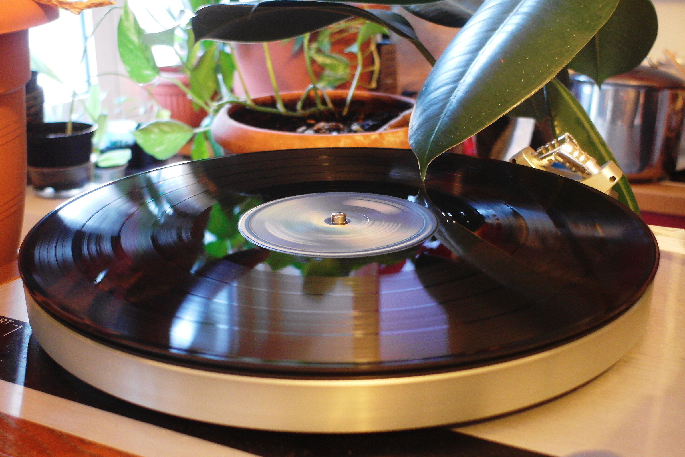 Dire Straits and plants