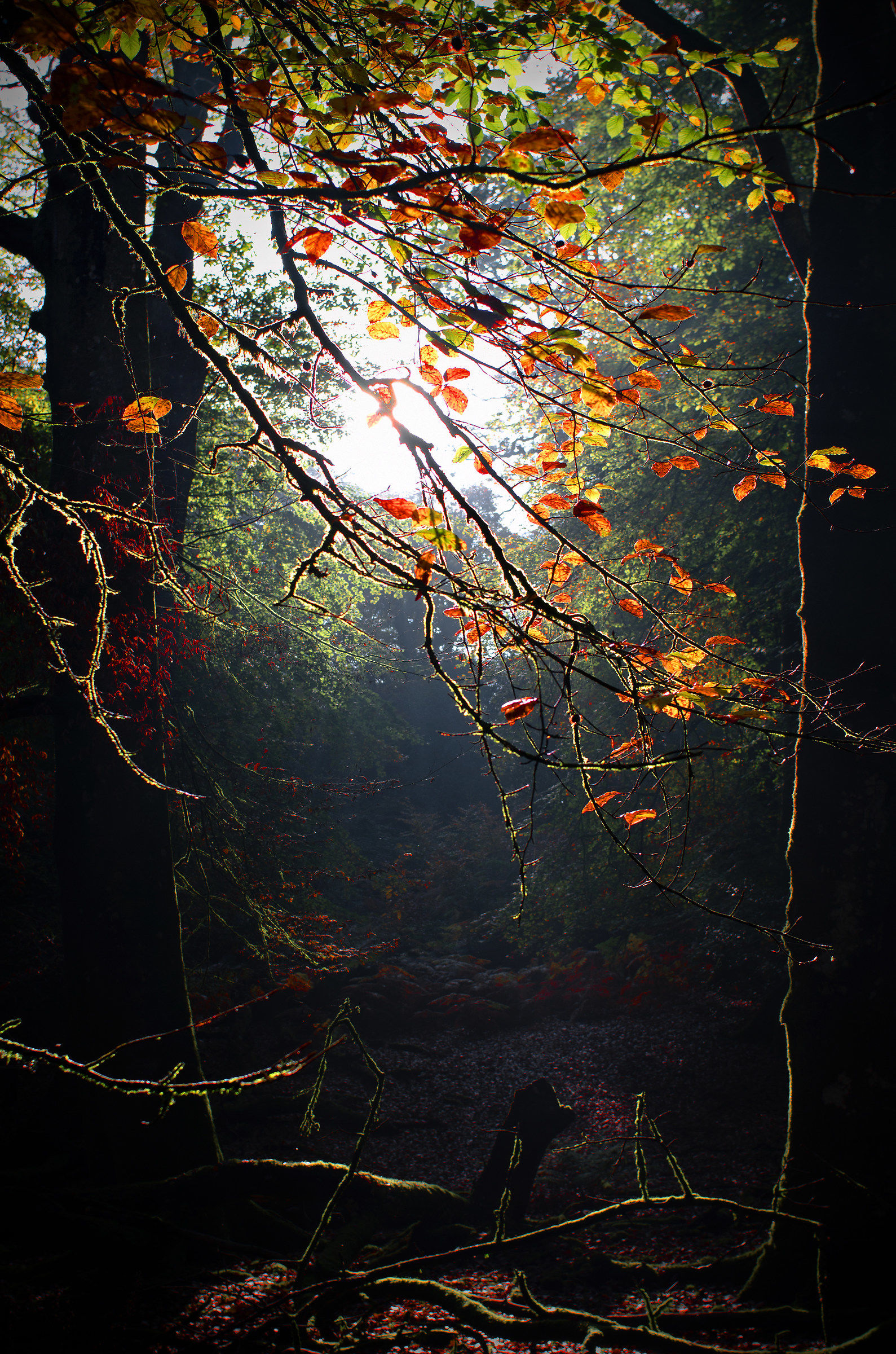 Blinded By the Light...