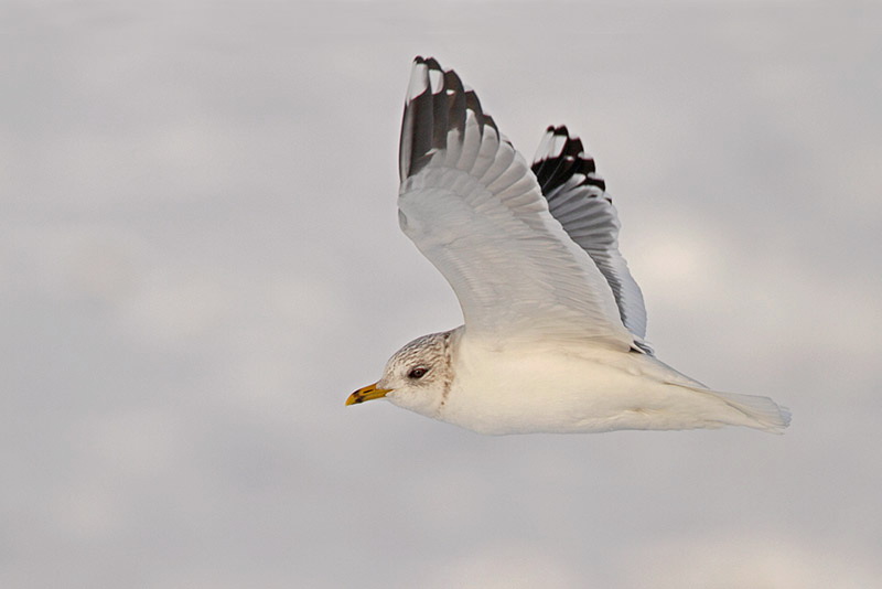 Common gul Larus canus