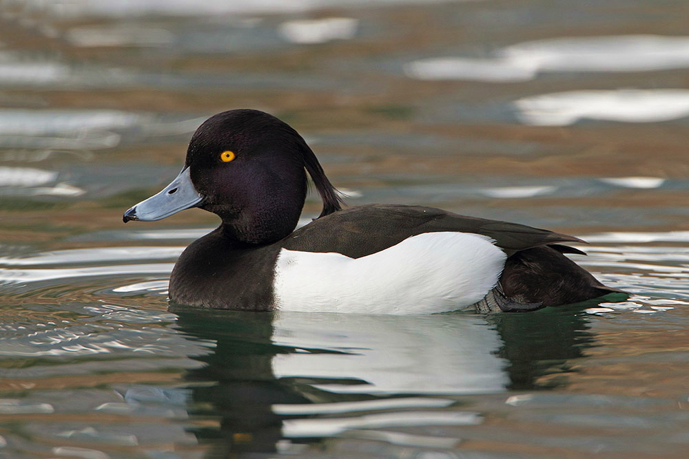 Tufted duck Aythya fuligula