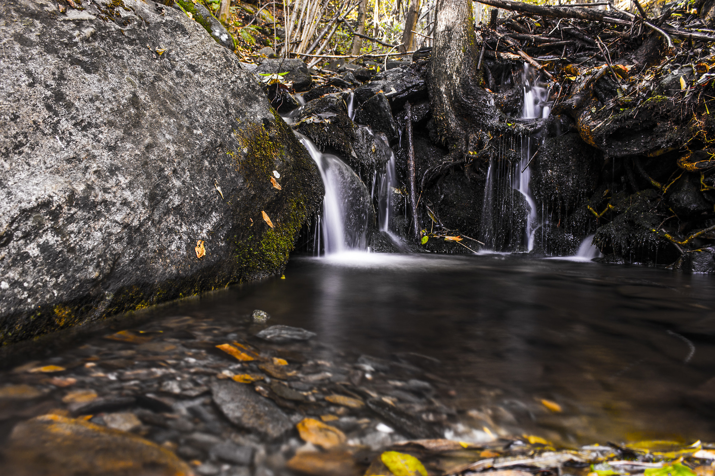 Autumn backyard ... 4