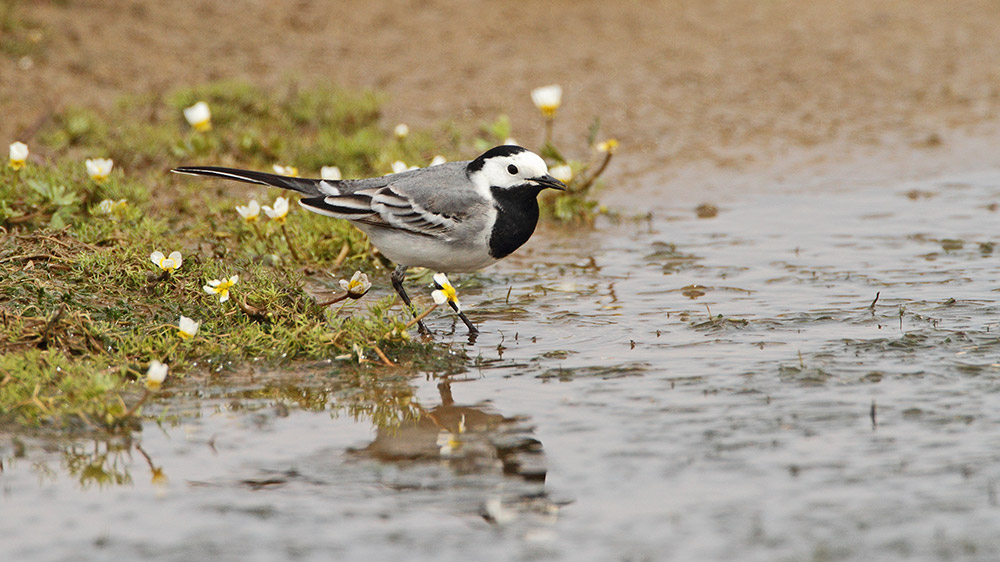 White wagtail Motacilla alba bela