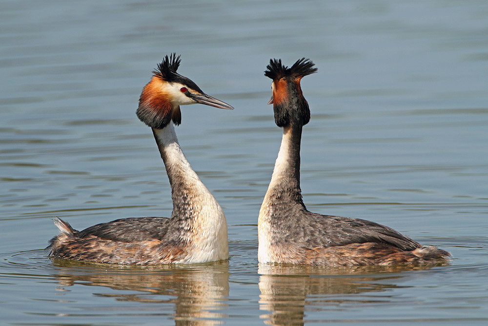 Great crested grebe Podiceps cristatus