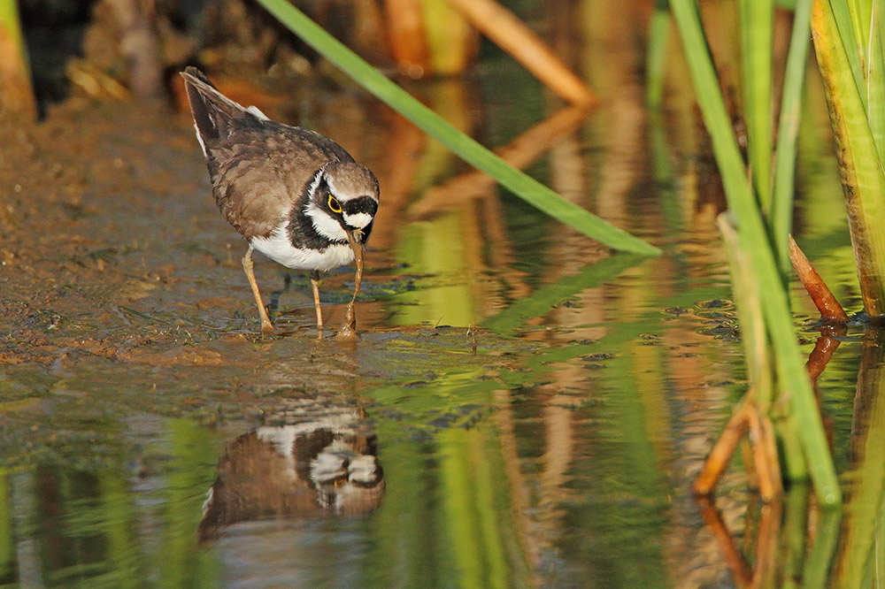 Little ringed plover Charadrius dubius