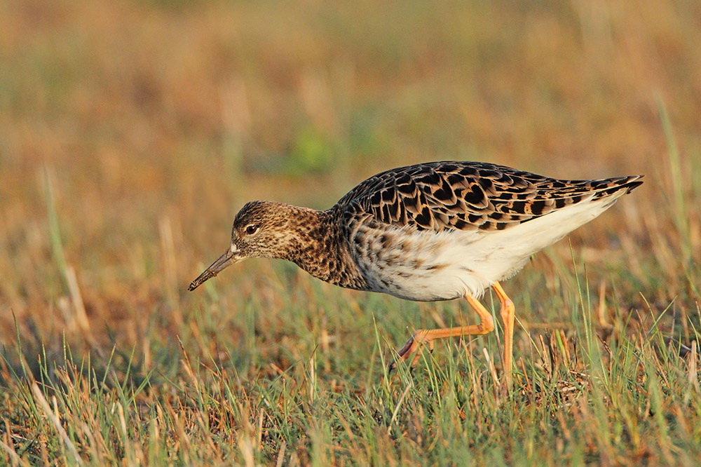 Ruff Philomachus pugnax