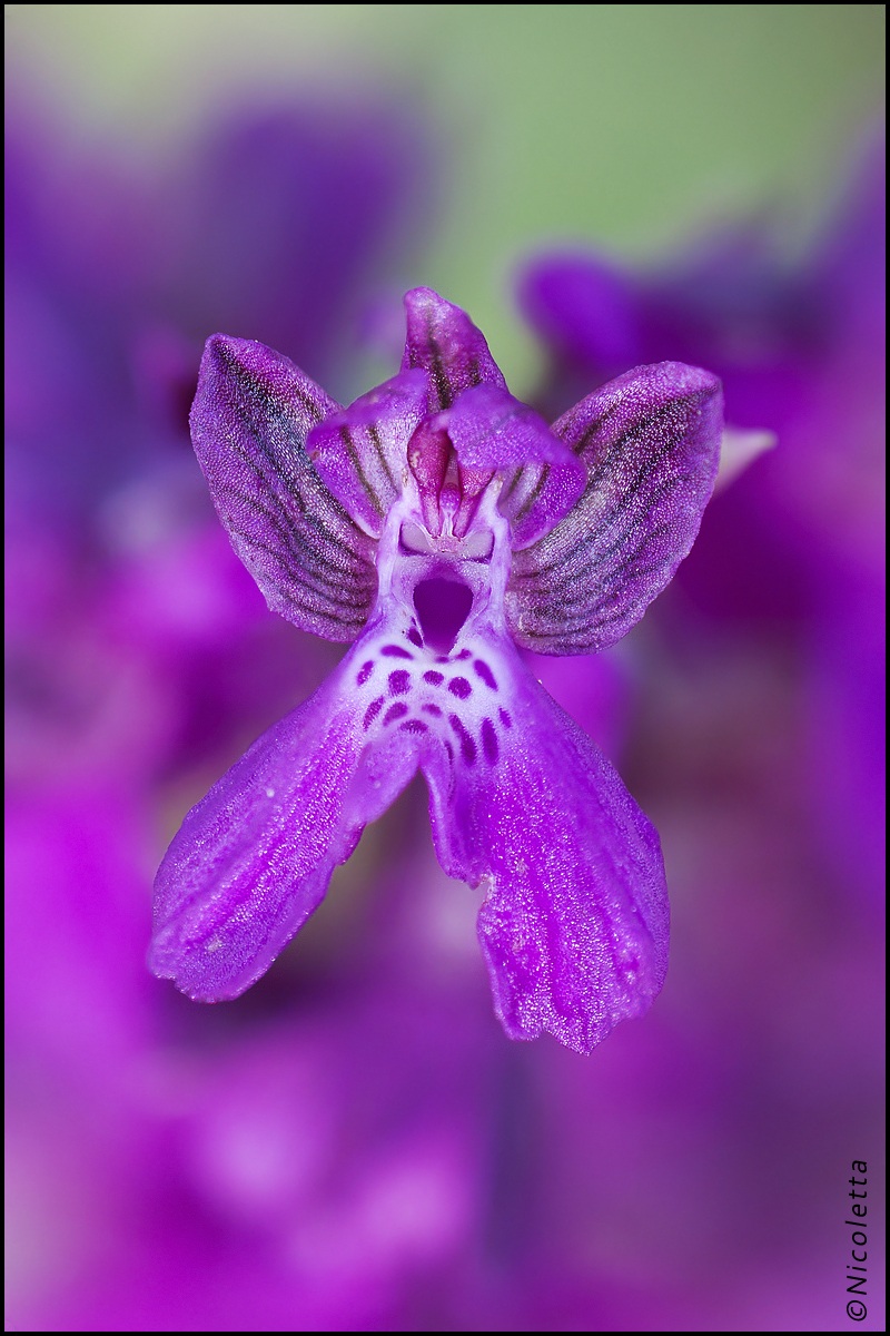 Orchis Morio