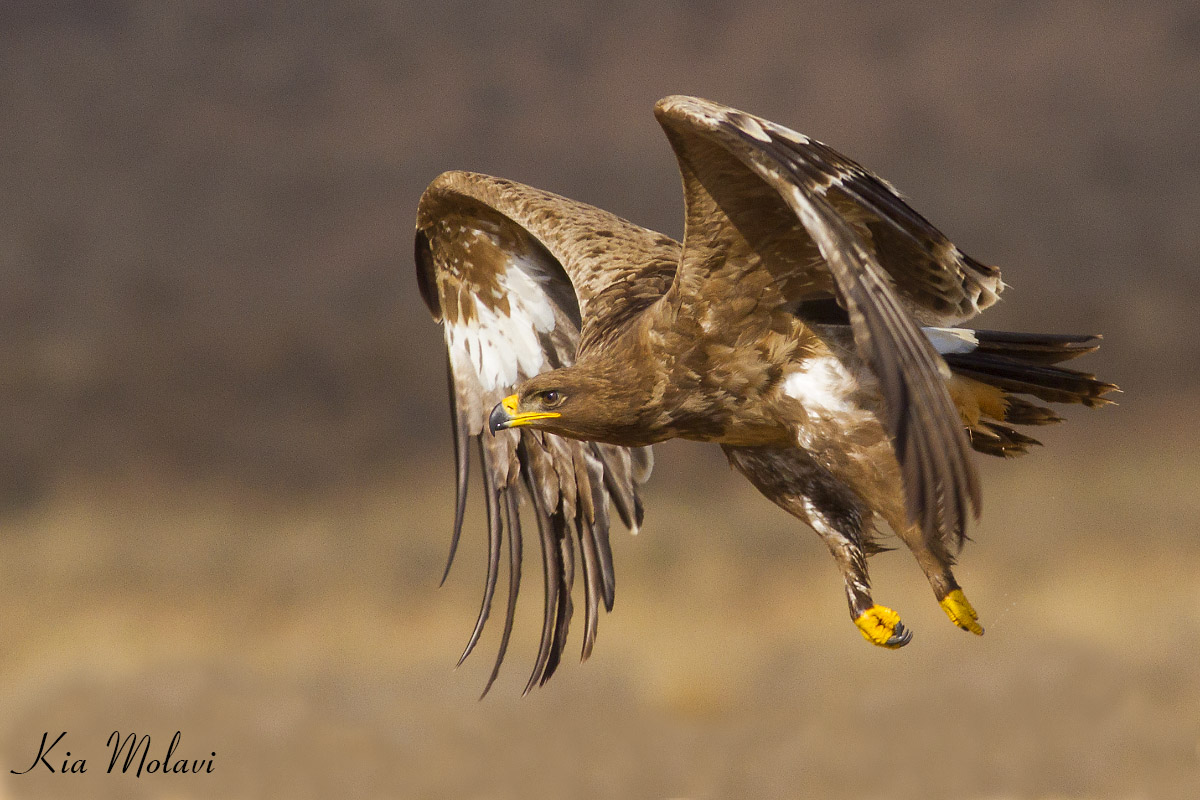 steppe eagle 3