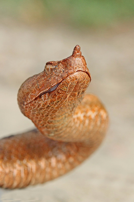Nose-horned viper Vipera ammodytes