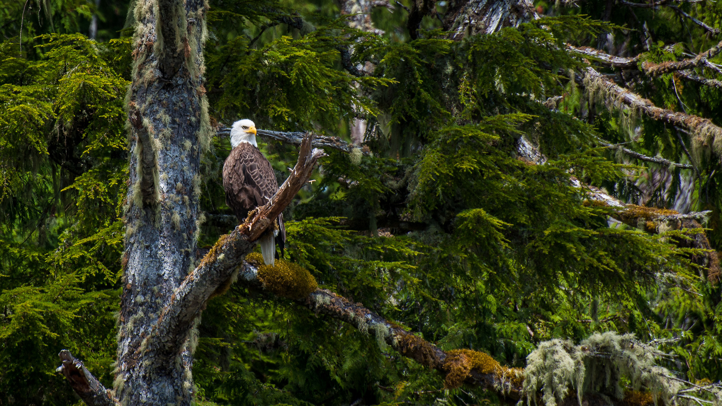 bald eagle