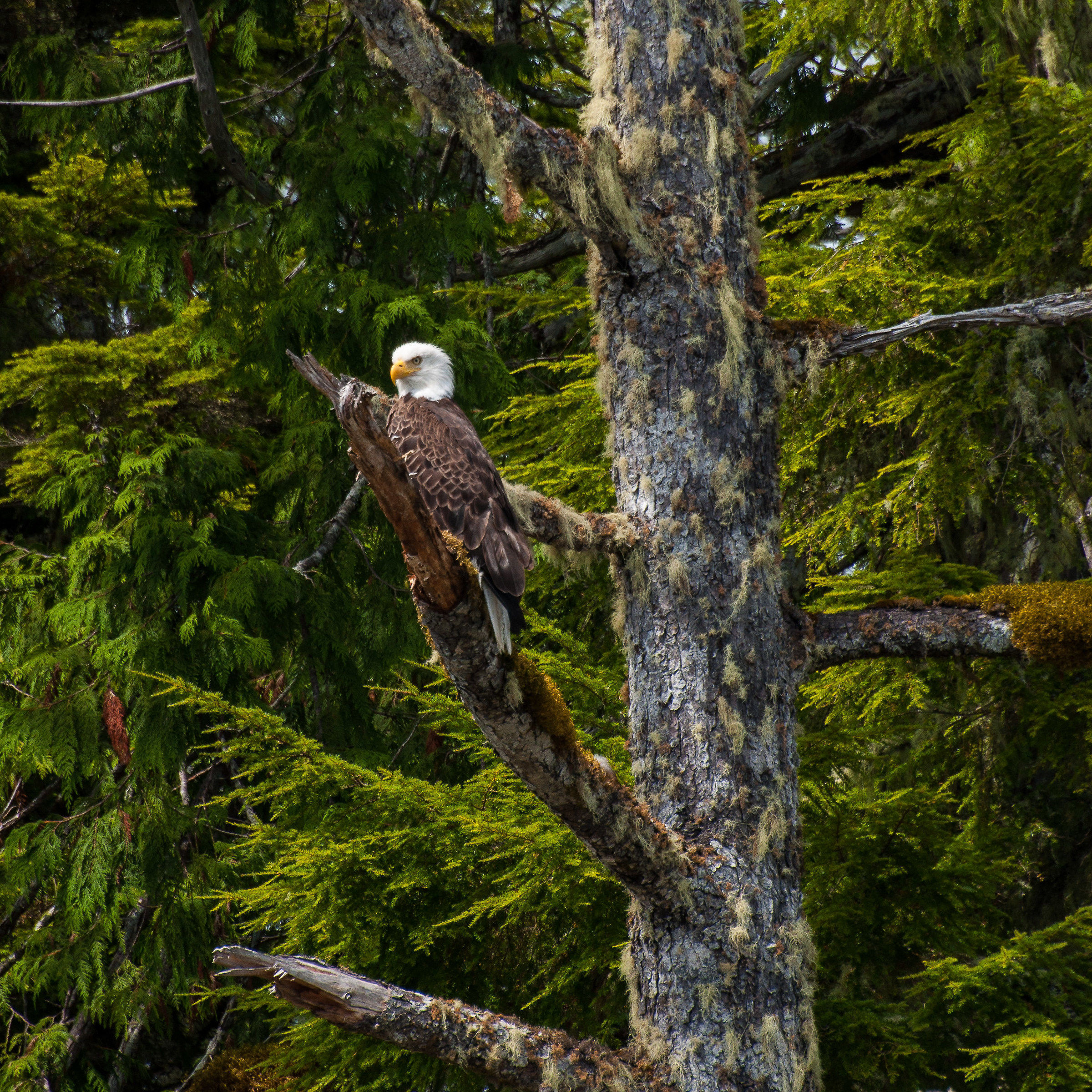 bald eagle