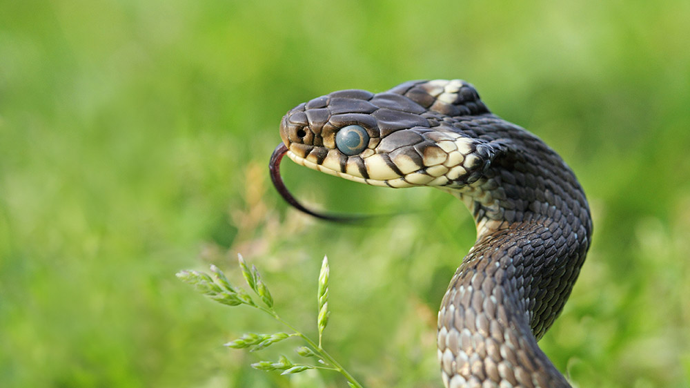 Grass snake Natrix natrix