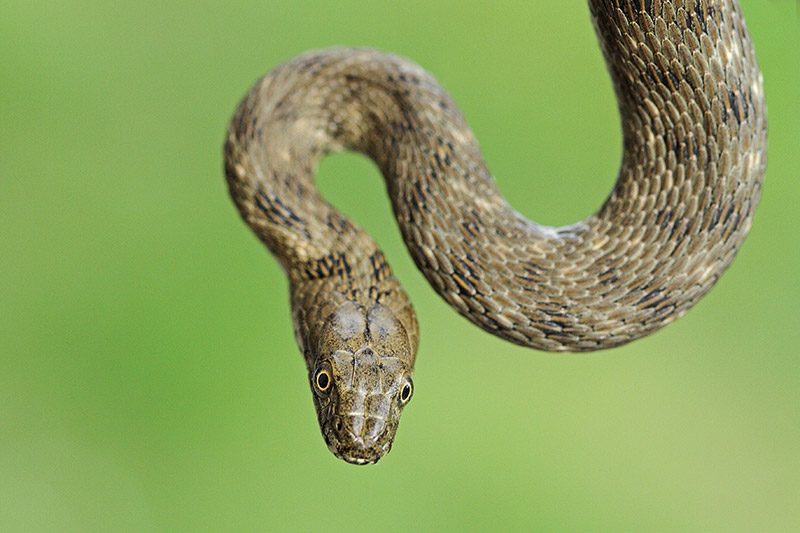 Dice snake Natrix tessellata