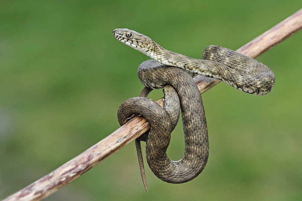 Dice snake Natrix tessellata