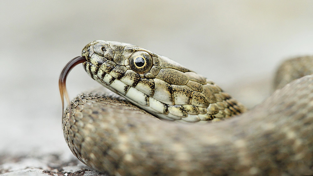 Dice snake Natrix tessellata