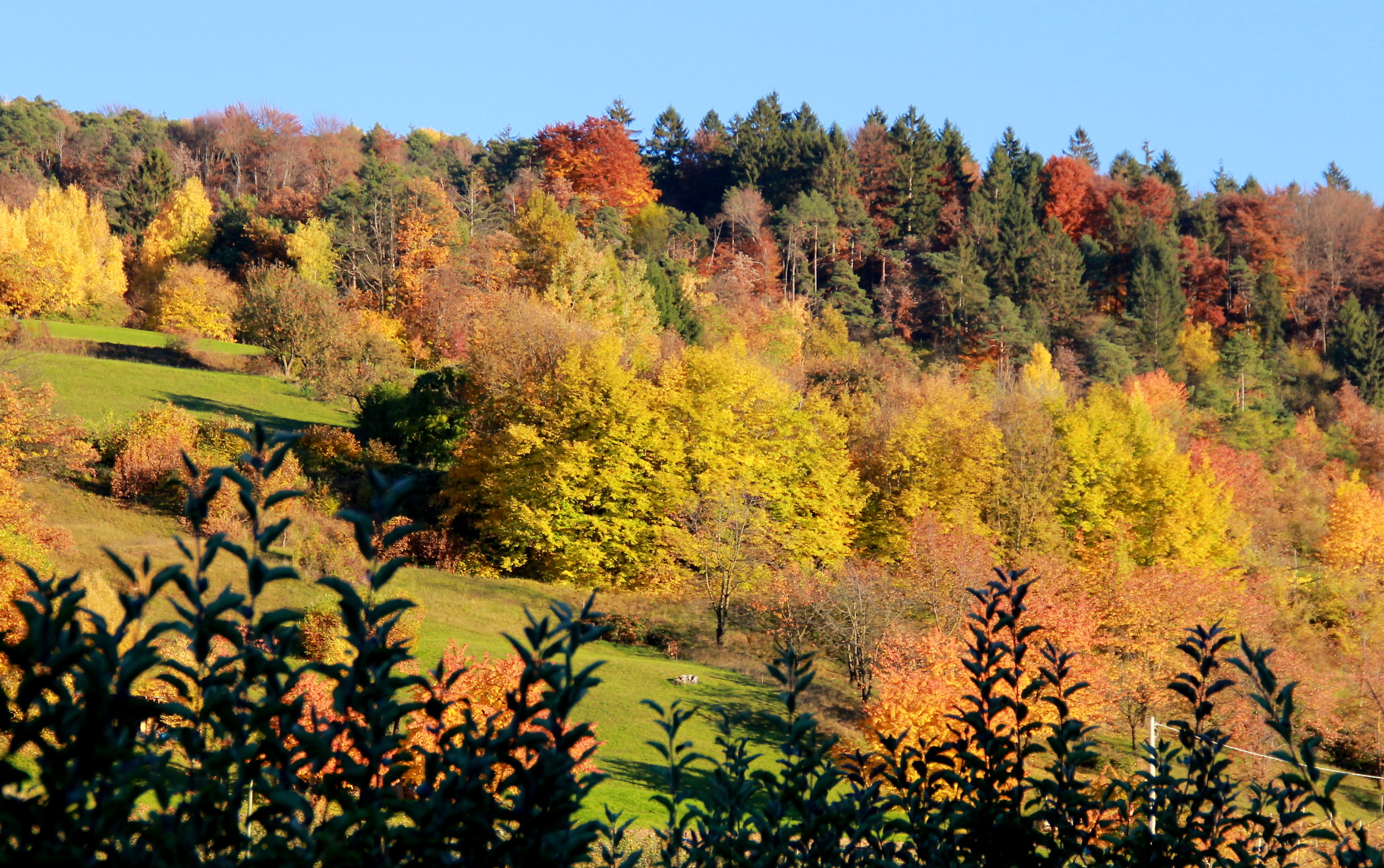 View from the apple orchard