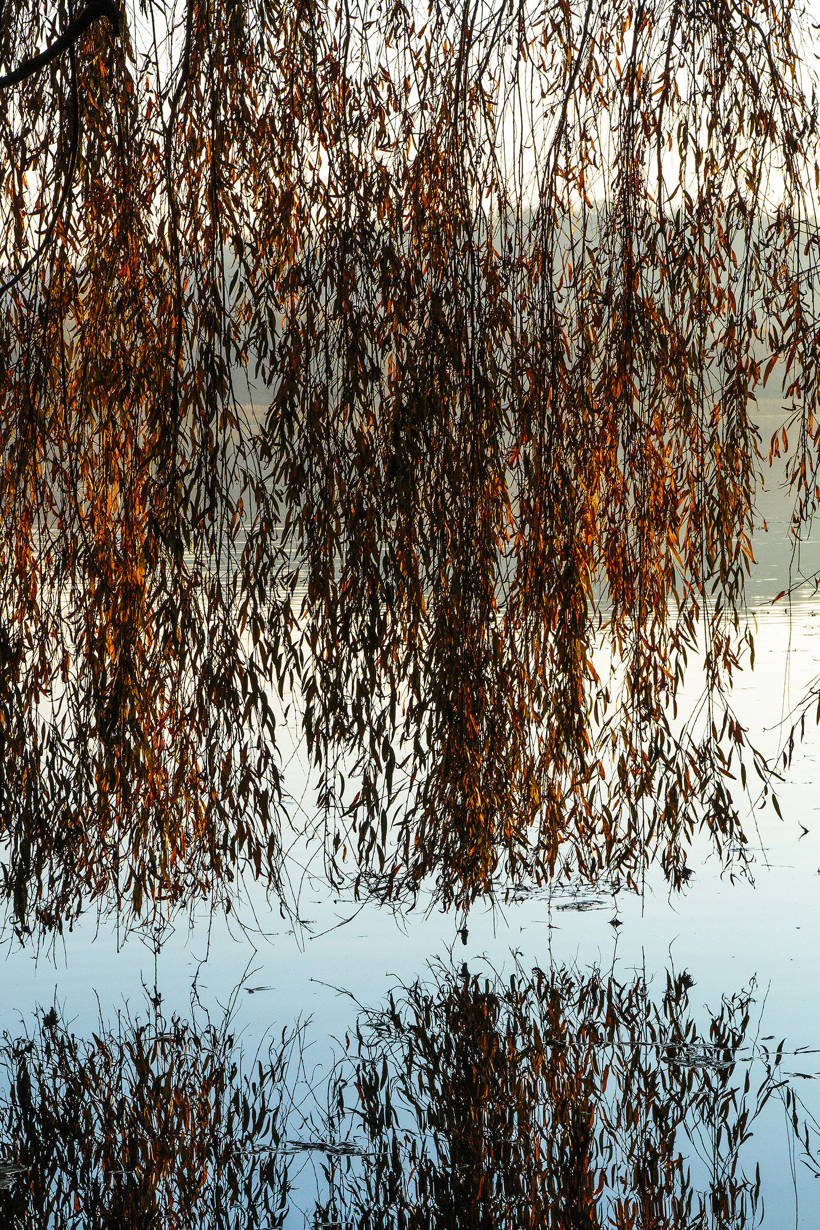 Autumn colors on the lake 3