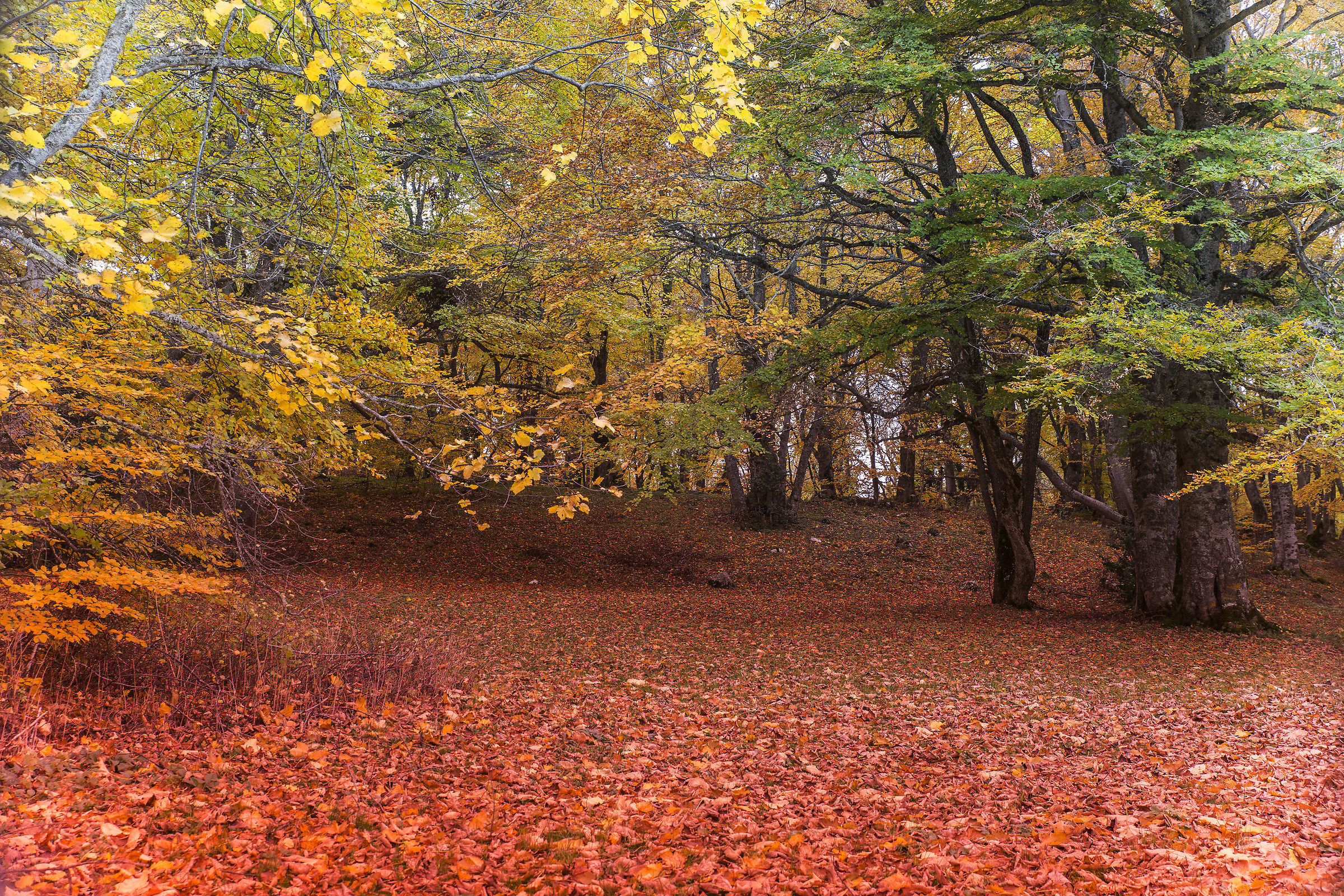 uno scatto autunnale
