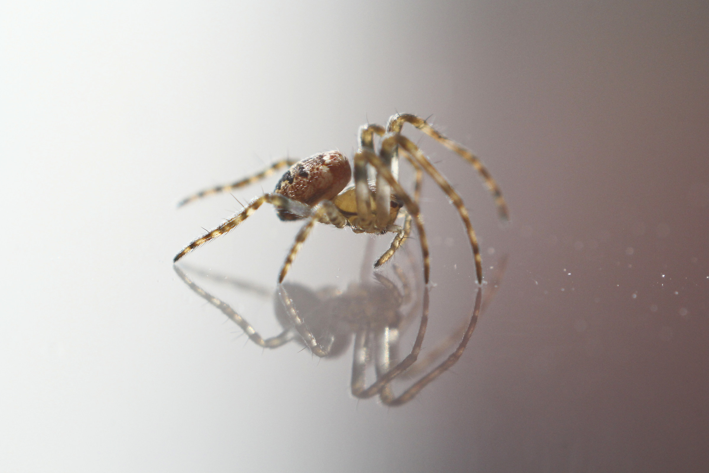 spider on glass
