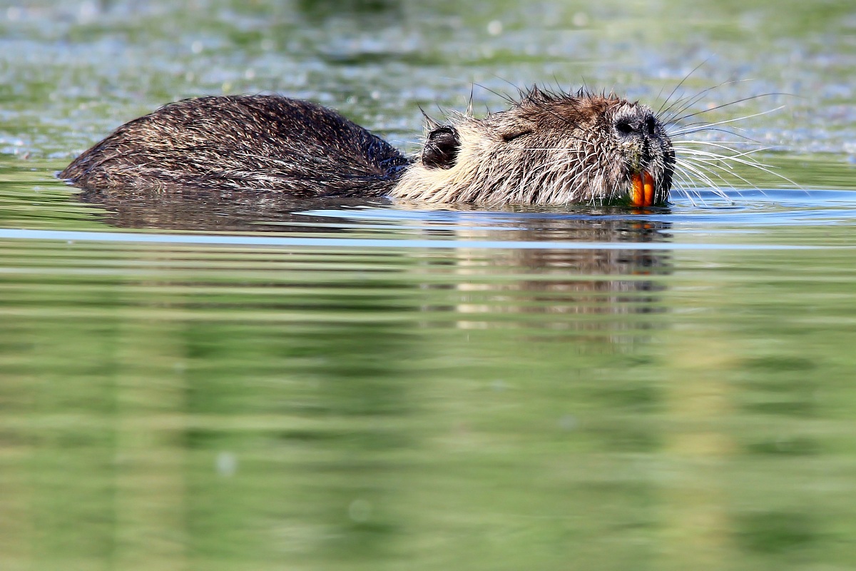 Nutria... Tintarella Time