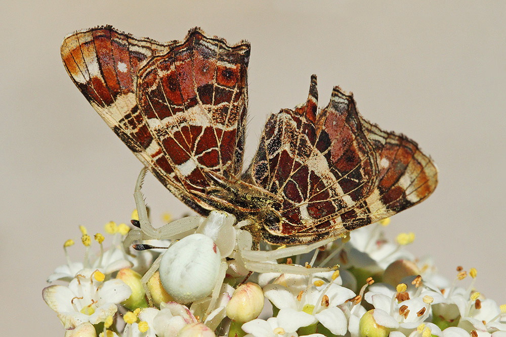Crab spider Misumena vatia