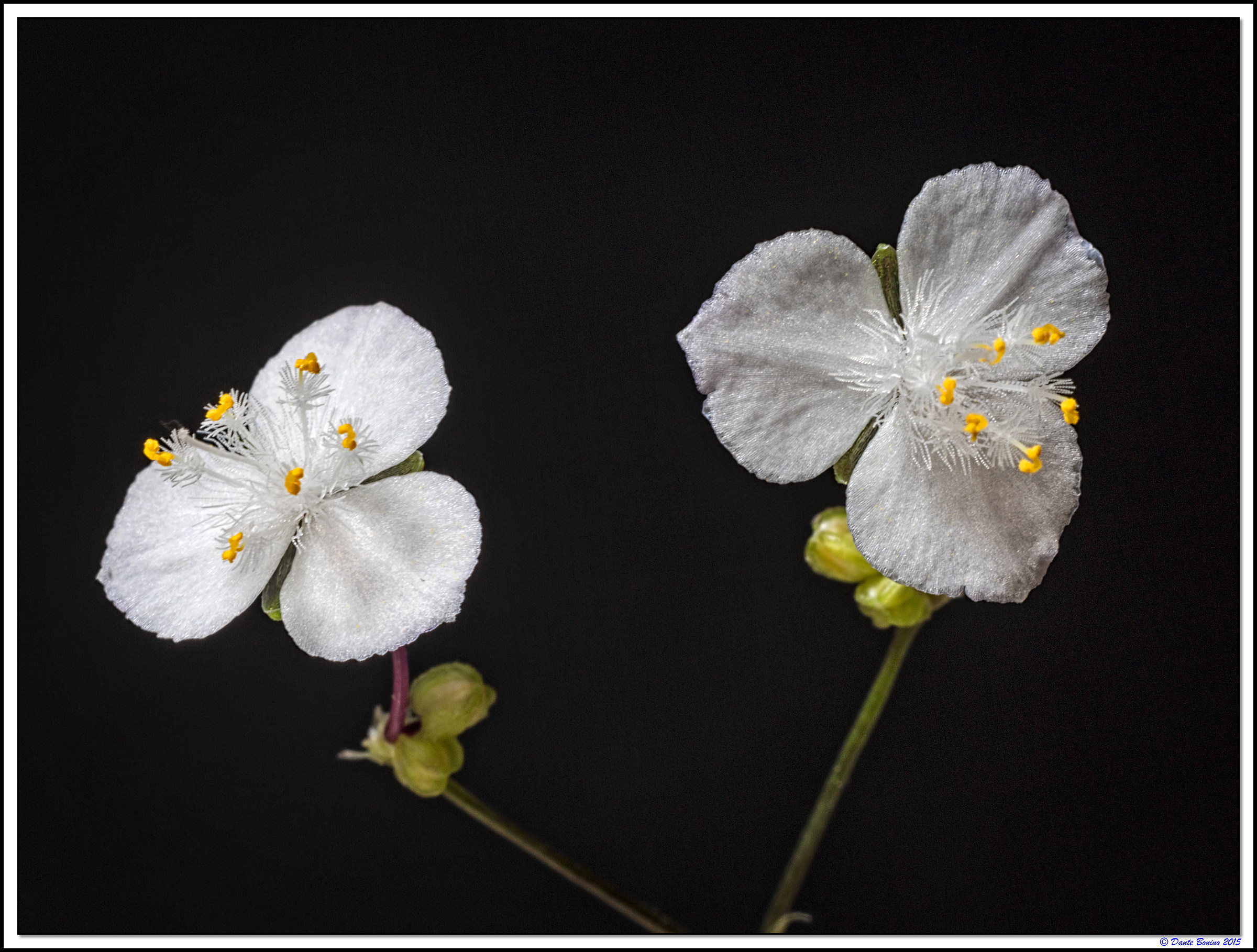 Tradescantia albiflora 2