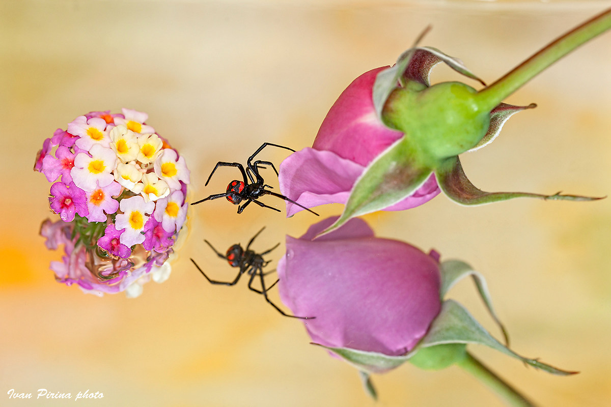 Of flowers in bloom.