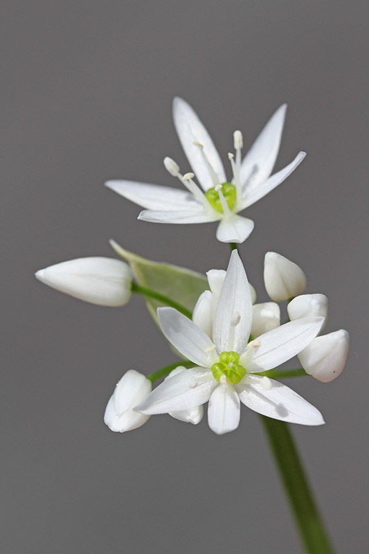 Ornithogalum kochii