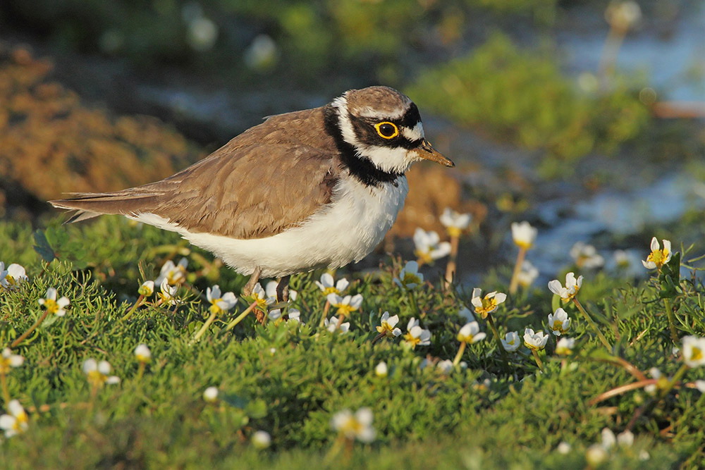 Little ringed plover Charadrius dubius