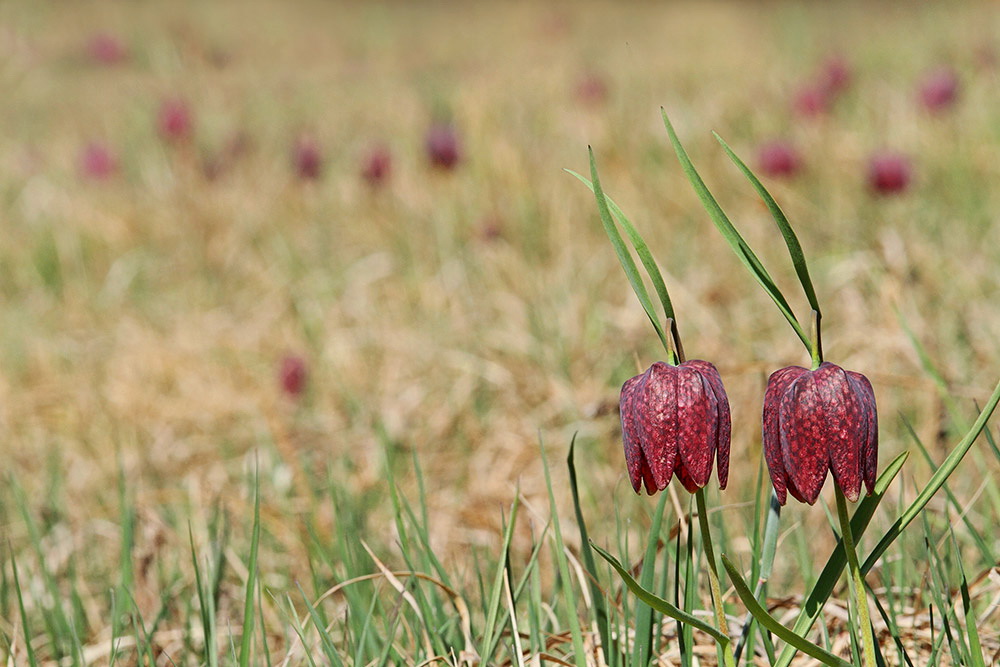 Checkered lily Fritilaria meleagris