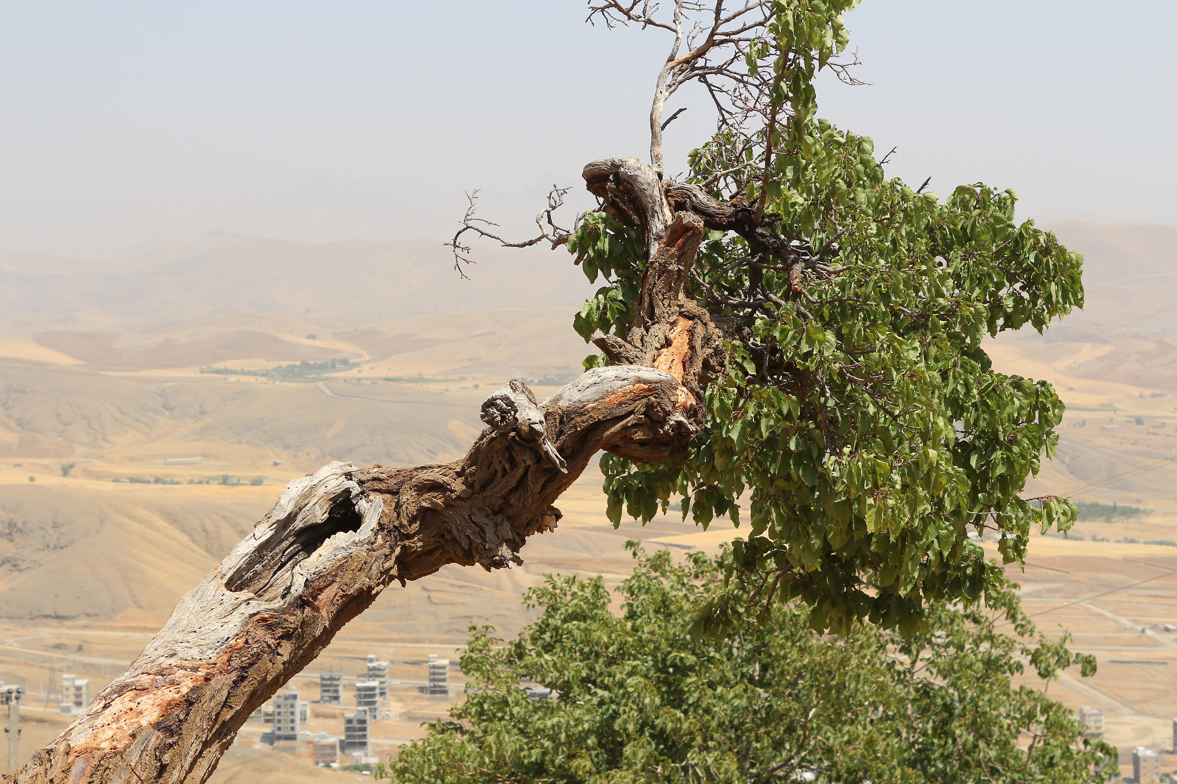 Kurdestan. Sanandaj. Abidar