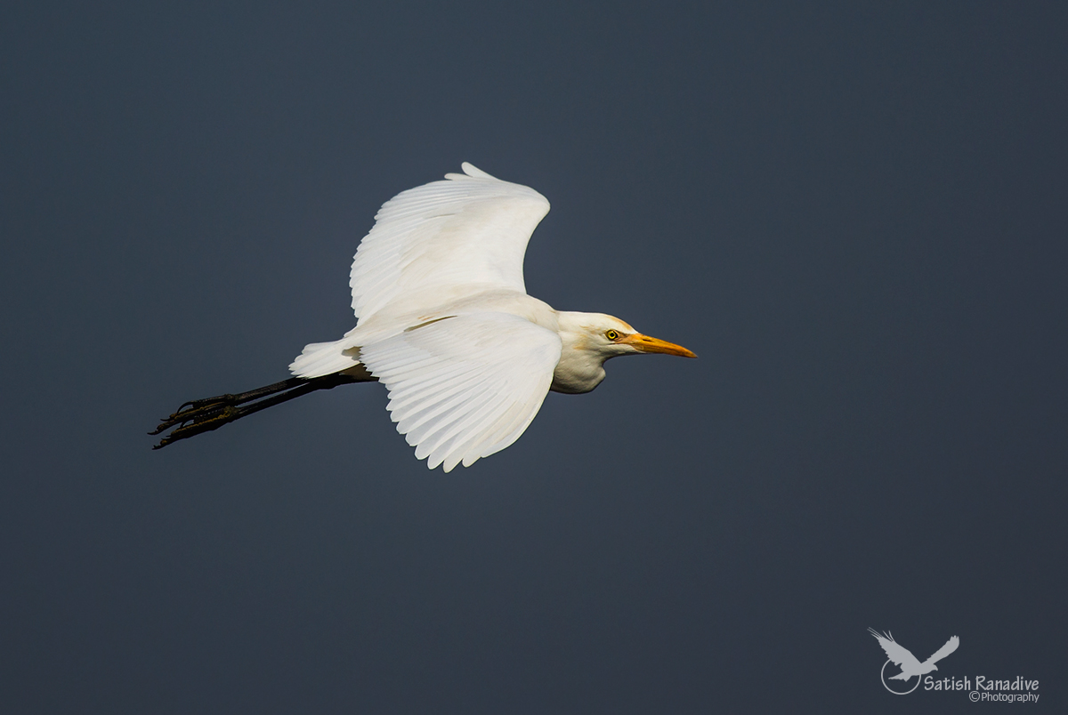Egret in flight.