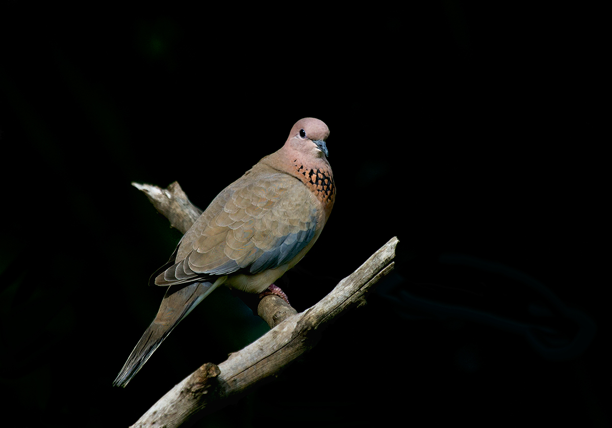 Laughing Dove.