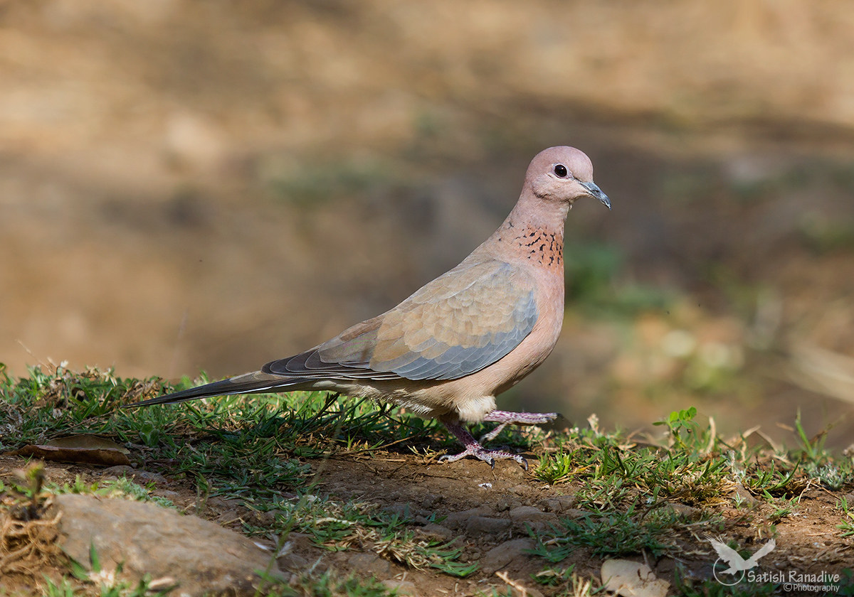 Laughing dove#2