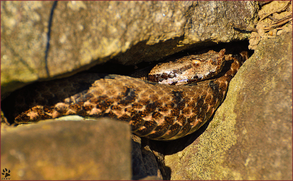 Vipera Ammodytes