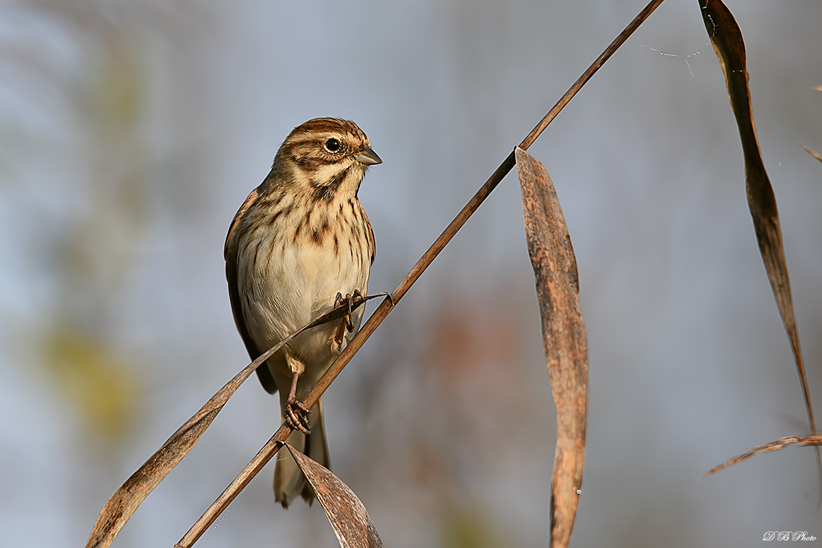 Reed Bunting - Emberiza schoeniclus