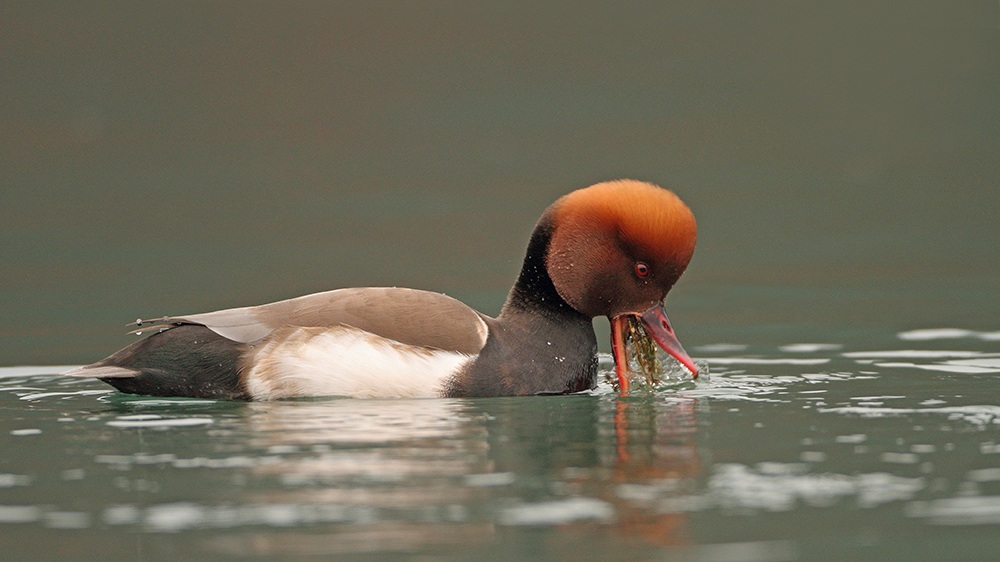 Red-crested pochard Netta rufina