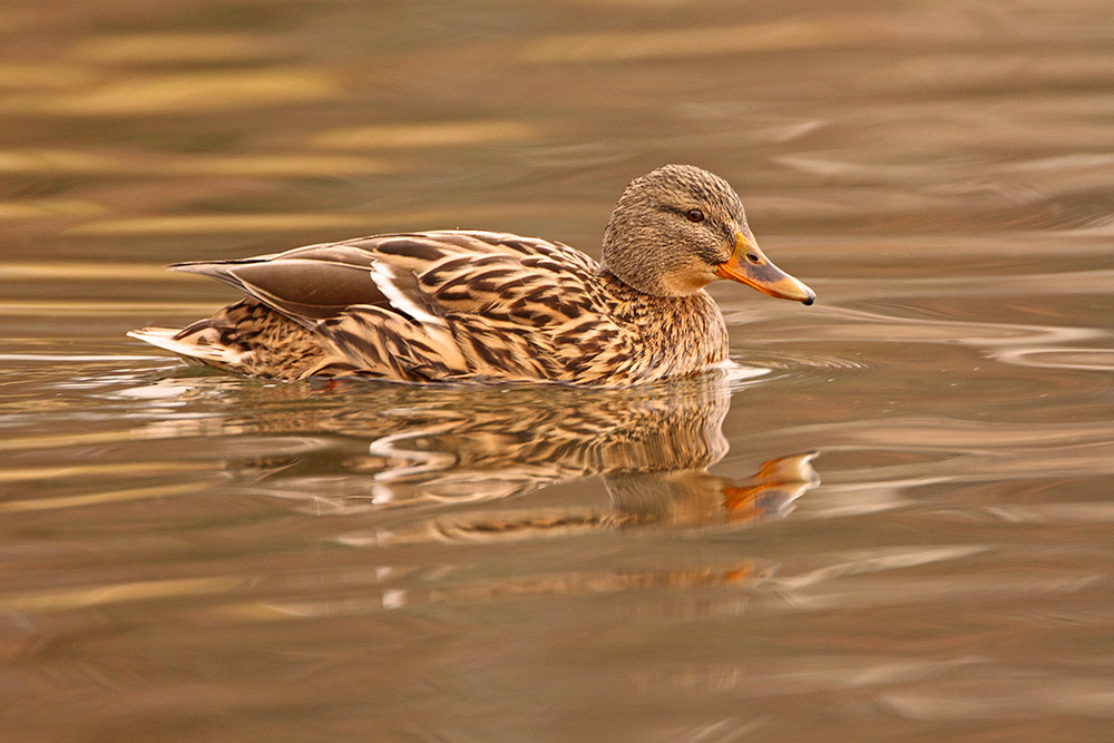 Mallard Anas platyrhynchos
