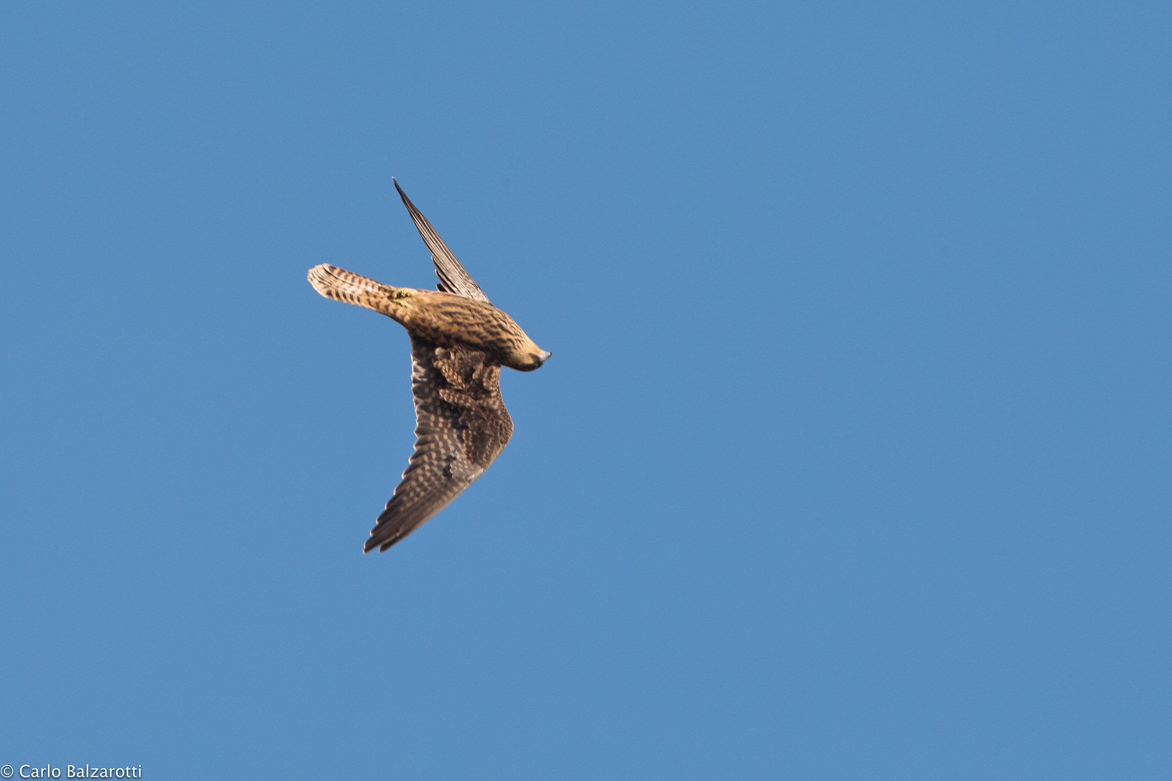 Aerobatics Eleonora's Falcon