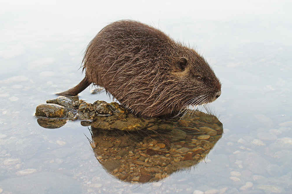 Nutria Myocastor coypus