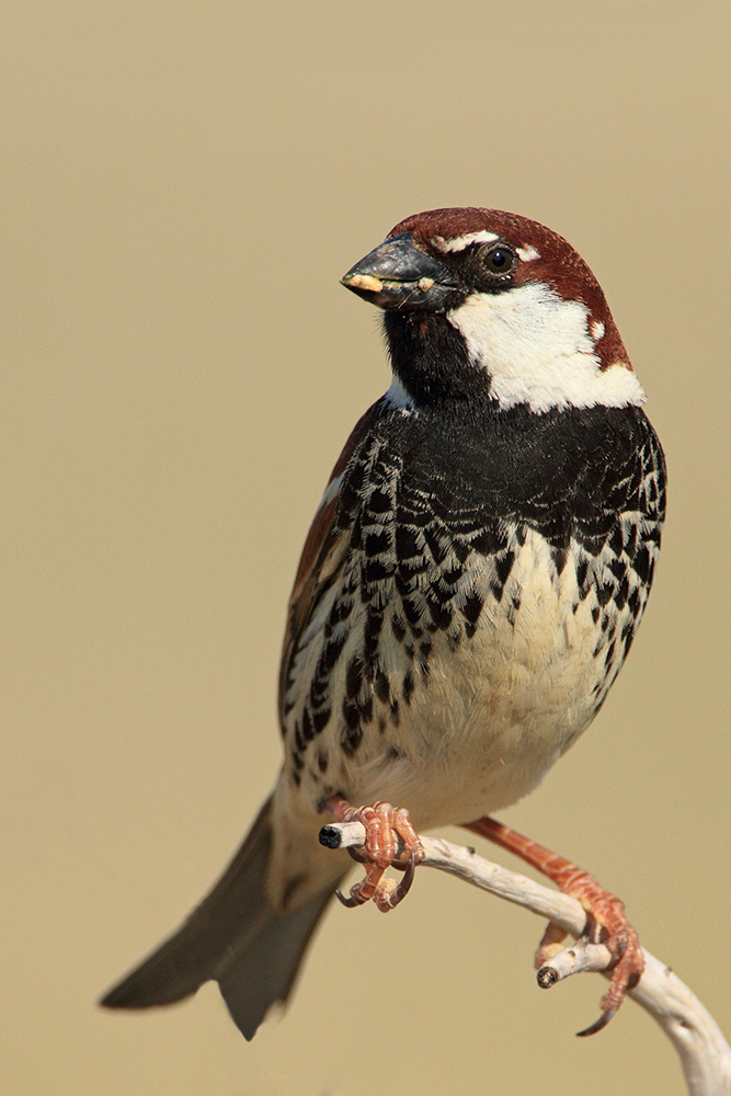 Spanish sparrow Passer hispaniolensis