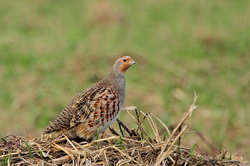 Grey partridge Perdix perdix
