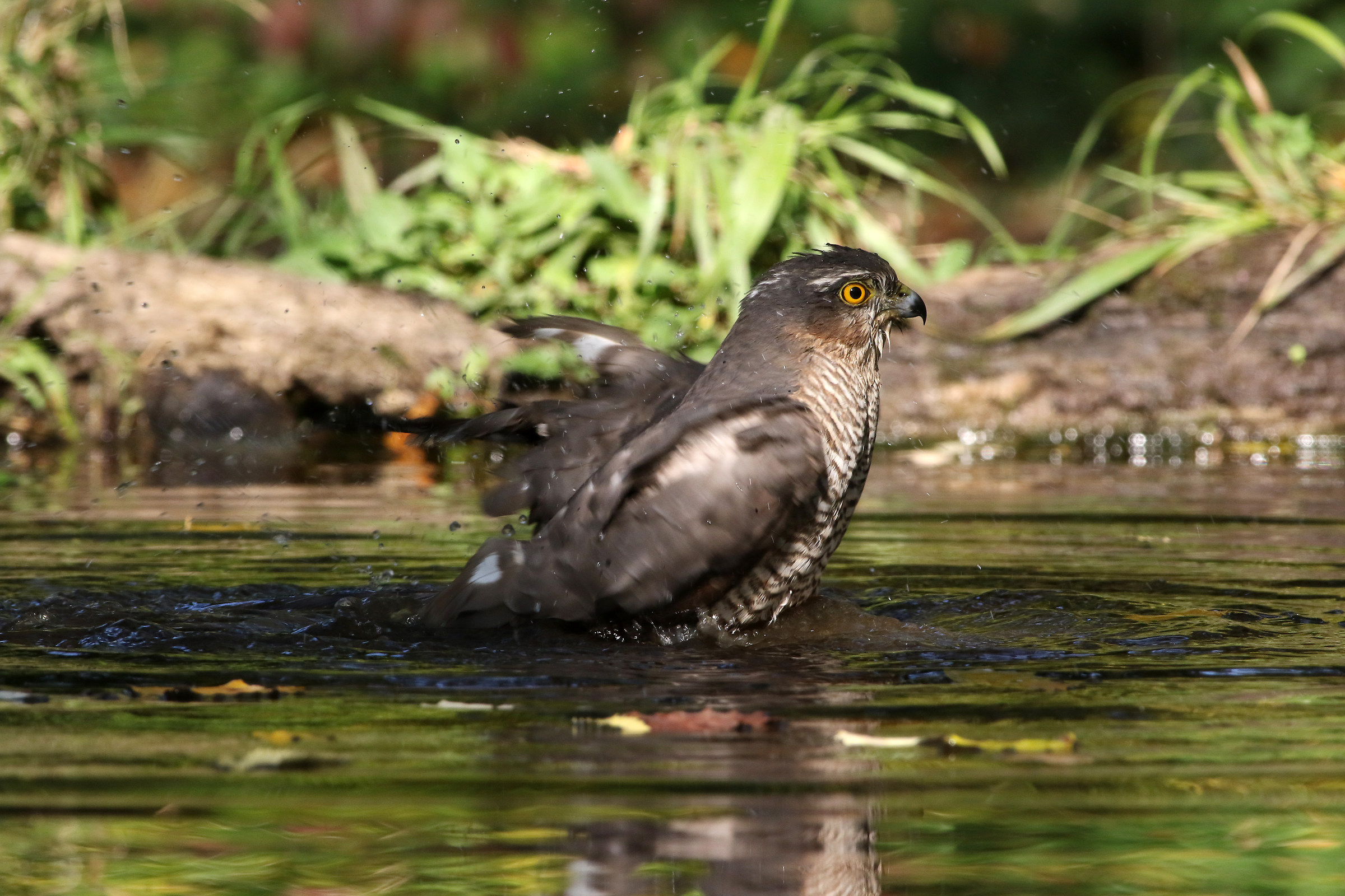 the bathroom of the hawk