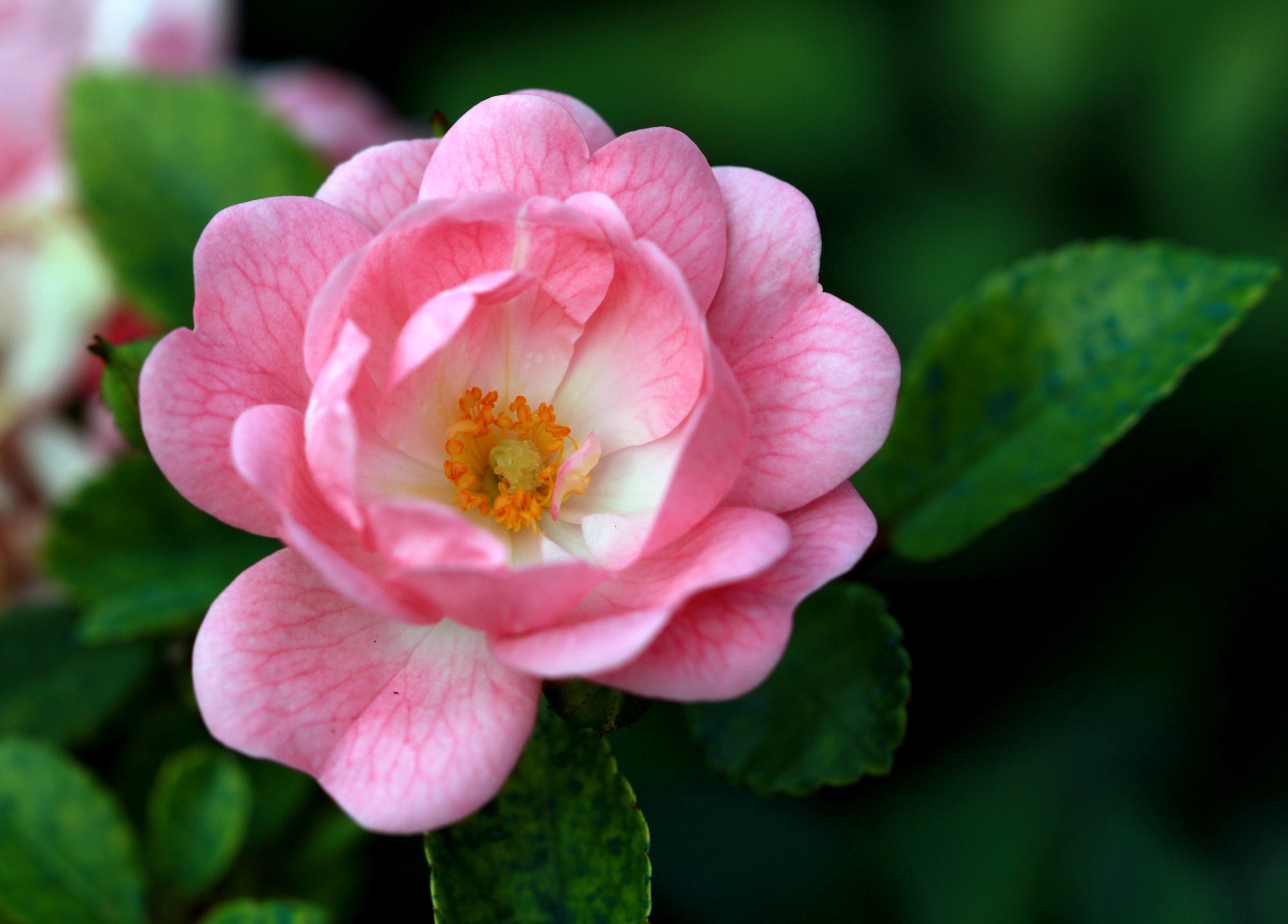 Tanti cuori per una rosa