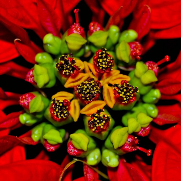 poinsettia