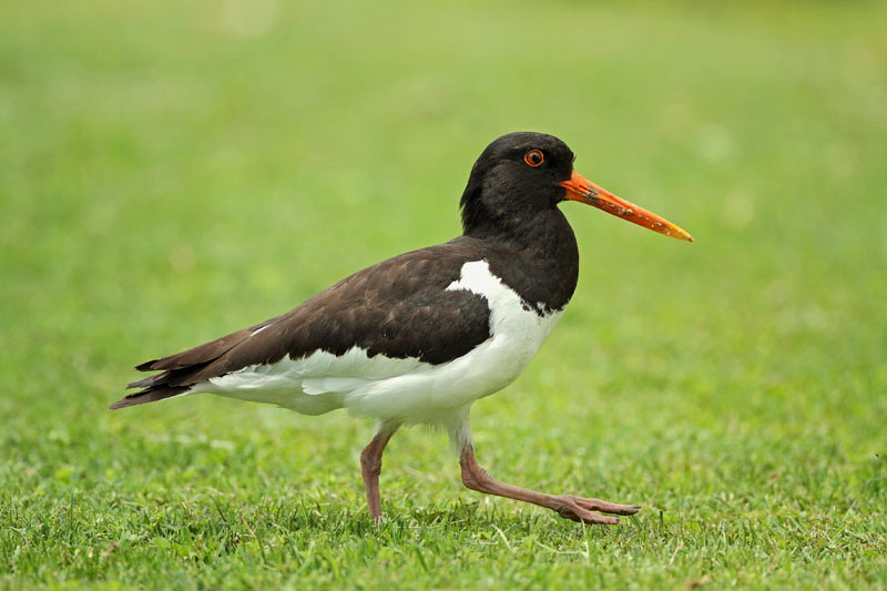 Eurasian oystercatcher Haematopus ostralegus