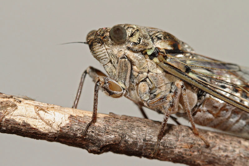 Cicada orni