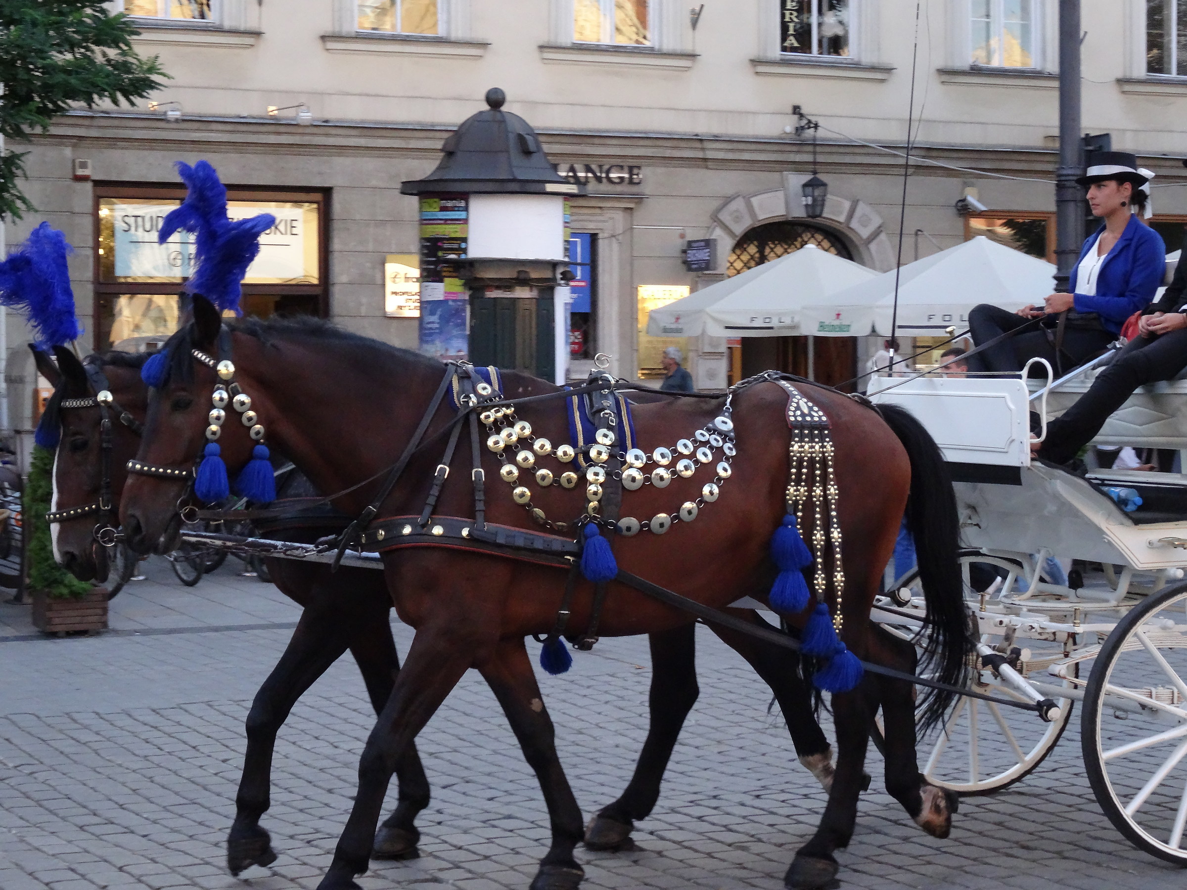 Krakow: Traditional carriage
