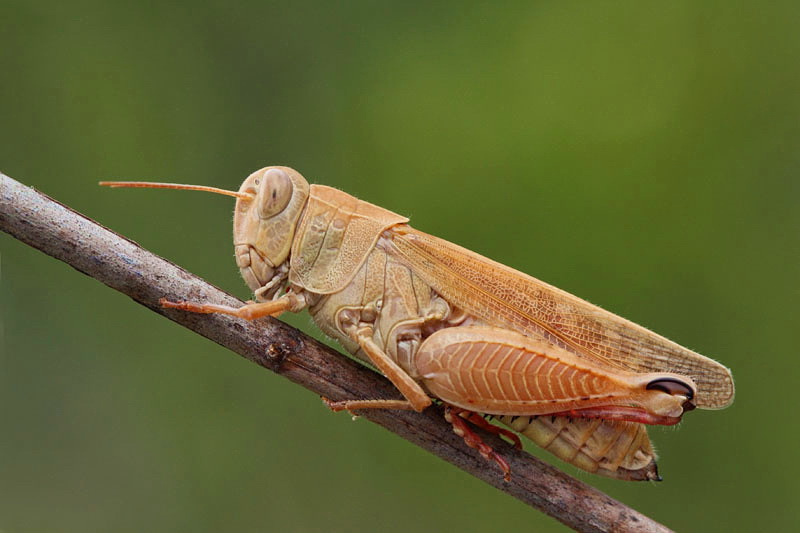 Italian locust Calliptamus italicus